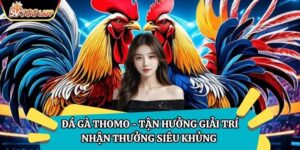 Đá Gà Thomo - Tận Hưởng Giải Trí Nhận Thưởng Siêu Khủng