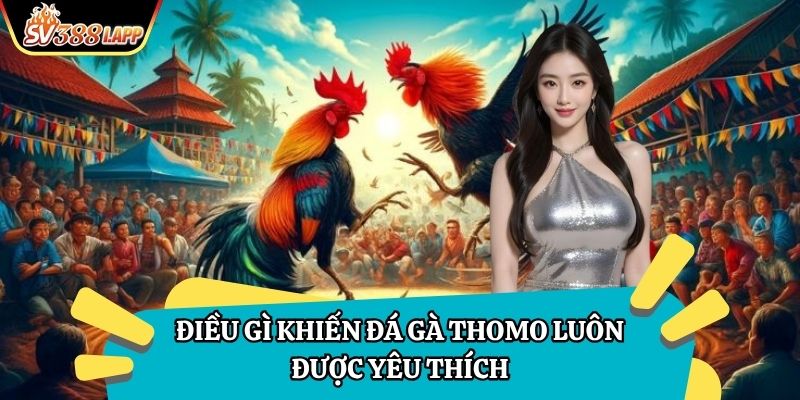 Điều gì khiến đá gà thomo luôn được yêu thích